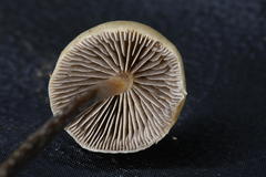 Hypholoma marginatum