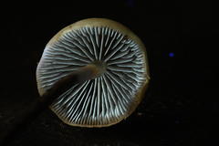 Hypholoma marginatum