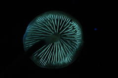 Hypholoma marginatum