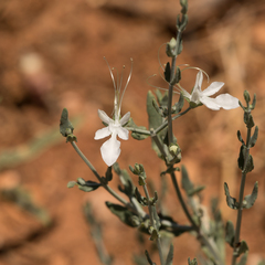 Teucrium racemosum
