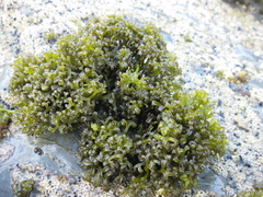Psilophycus alveatus