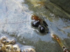 Eatoniella