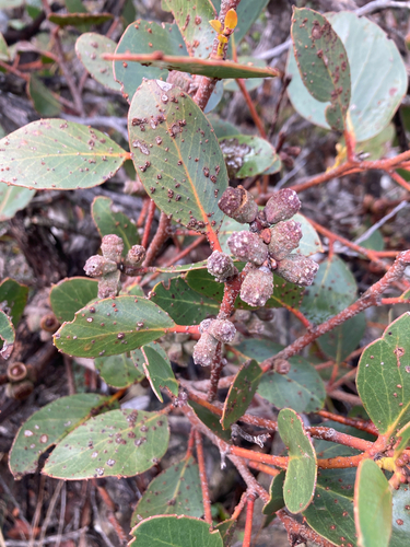 Eucalyptus verrucata