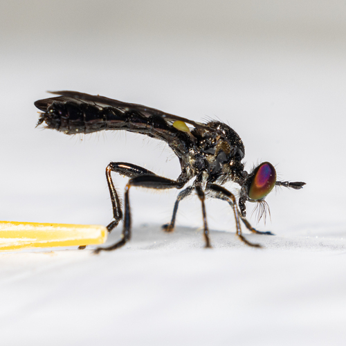 Sacken Longhorn Robber photo 3