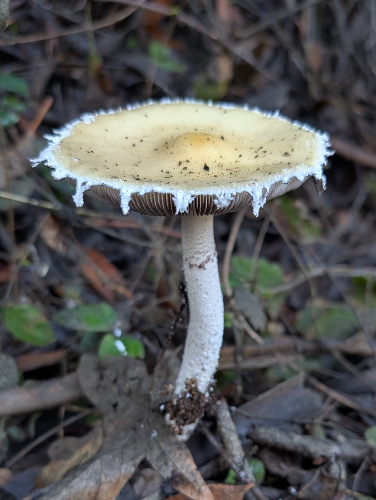 Stropharia ambigua · November 2025 · photo: © kueda (iNaturalist, cc0)
