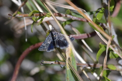 Heliothela atra