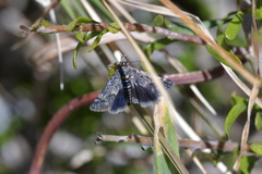 Heliothela atra