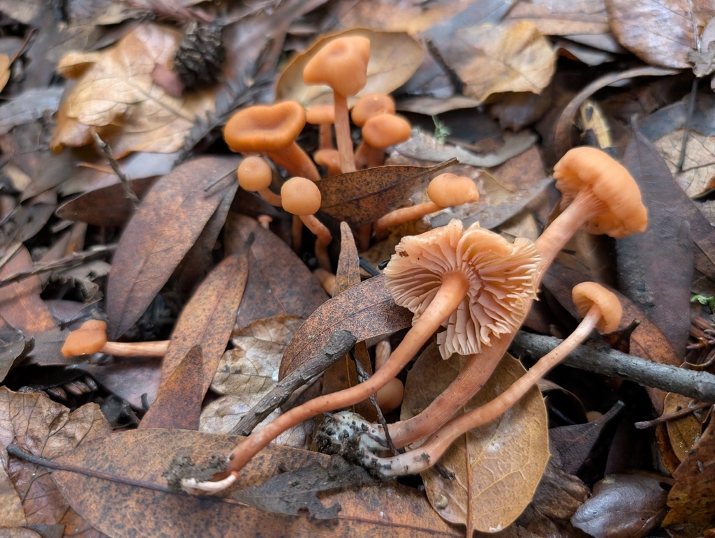 Laccaria laccata · November 2025 · photo: © kueda (iNaturalist, cc0)