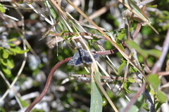 Heliothela atra