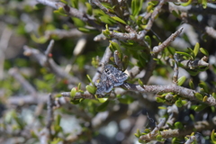 Heliothela atra