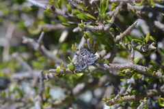 Heliothela atra