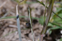 Heliothela atra
