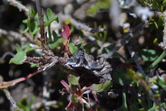 Heliothela atra