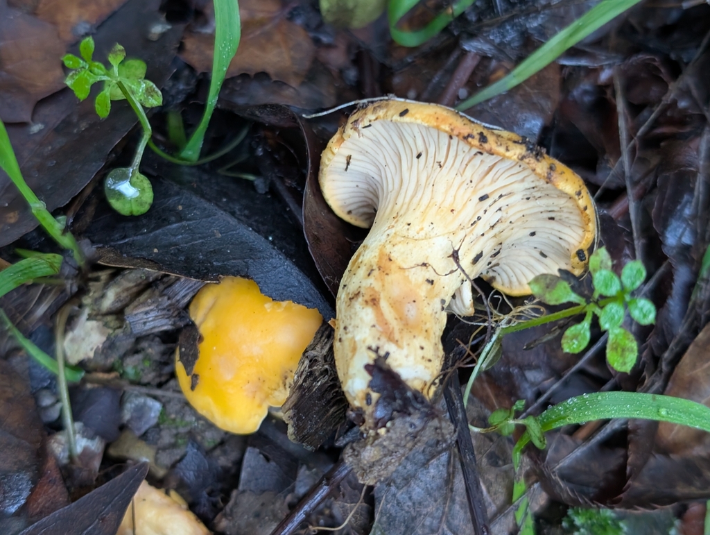 Cantharellus californicus · November 2025 · photo: © kueda (iNaturalist, cc0)