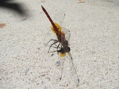 Aethriamanta nymphaeae