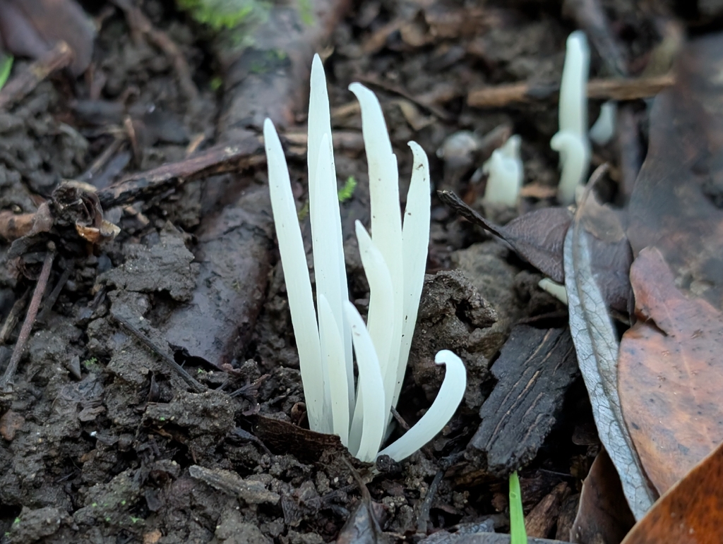 Clavaria fragilis · November 2025 · photo: © kueda (iNaturalist, cc0)