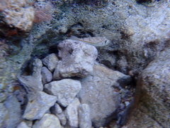 Torquigener flavimaculosus