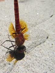 Aethriamanta nymphaeae