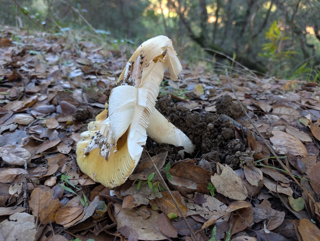 Amanita calyptroderma · November 2025 · photo: © kueda (iNaturalist, cc0)
