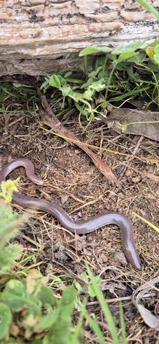 Blackish Blind Snake sighting