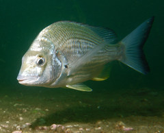 Australian Sea Bream photo 2