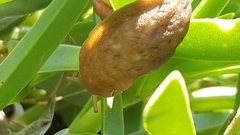 Laevicaulis natalensis image