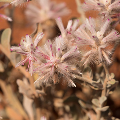 Ptilotus sessilifolius