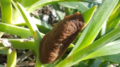 Laevicaulis natalensis