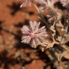 Ptilotus sessilifolius