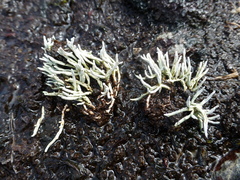 Thamnolia vermicularis vermicularis