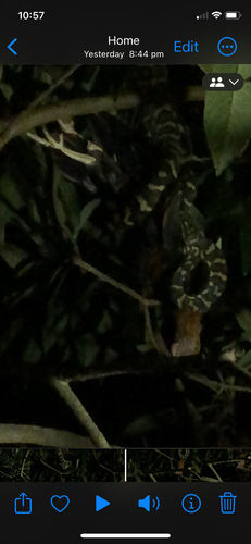 Coastal Carpet Python sighting