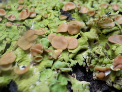 Lobaria adscripta
