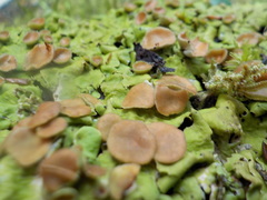Lobaria adscripta