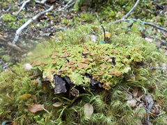 Lobaria adscripta