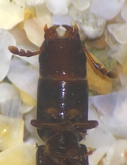 Corticotomus