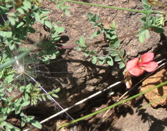 Indigofera hedyantha