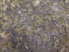 Thamnolia vermicularis vermicularis