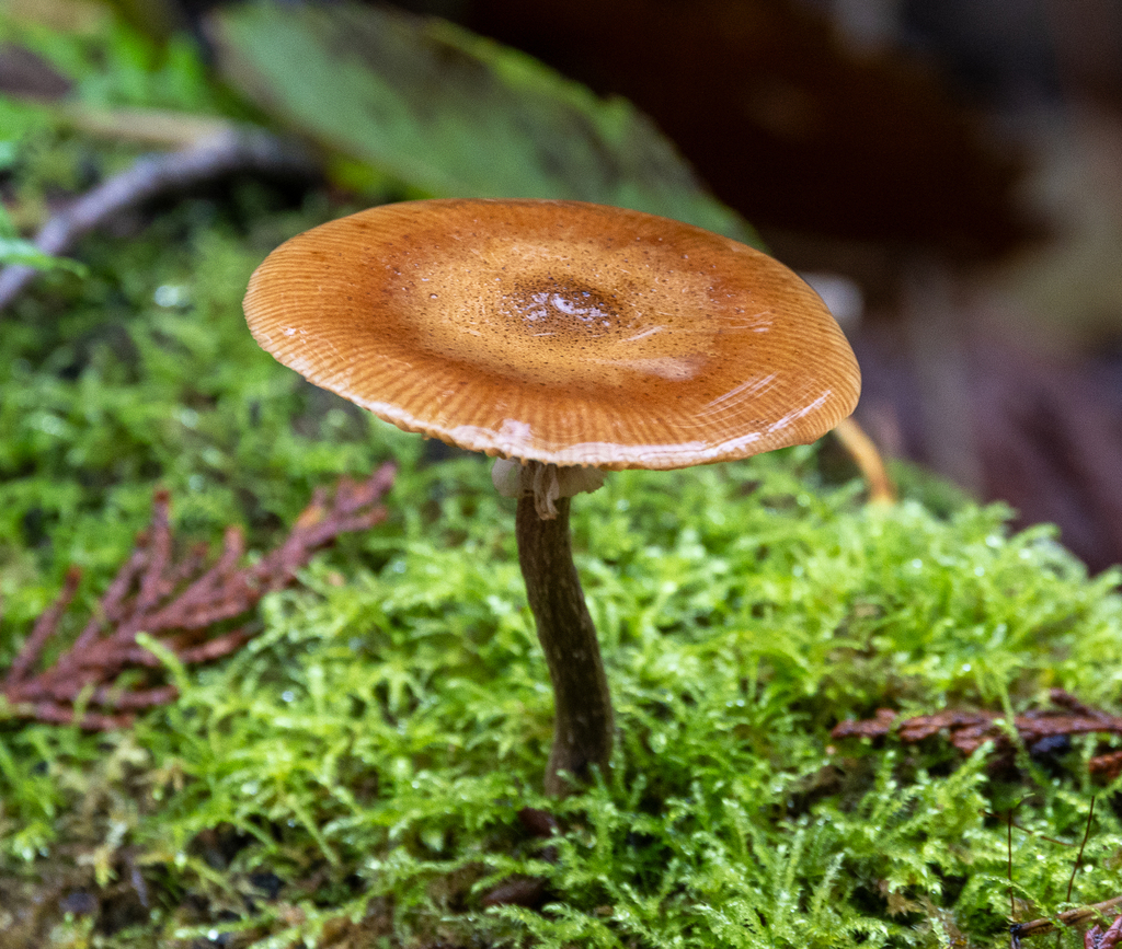 Armillaria nabsnona