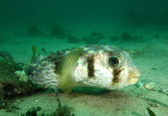 Dicotylichthys punctulatus