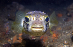 Dicotylichthys punctulatus