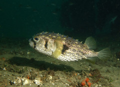 Dicotylichthys punctulatus