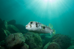 Dicotylichthys punctulatus