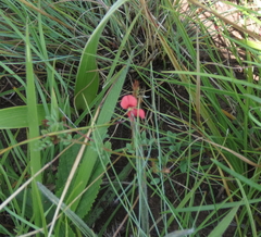 Indigofera hedyantha
