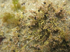 Eatoniella