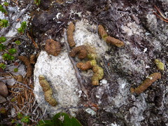 Dendragapus fuliginosus