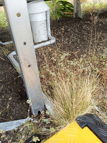 Poa imbecilla observed 2025-11-24