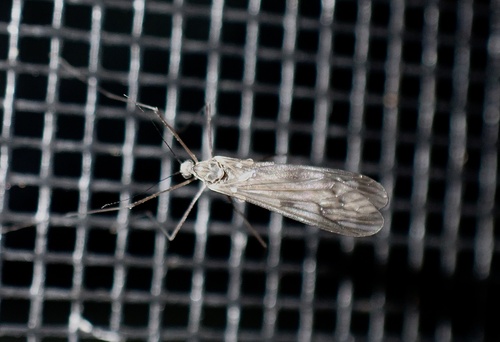 Unknown species found near Juggler Meadow Rd, Leverett, MA, US