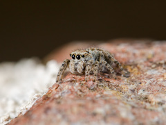 Attulus distinguendus