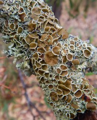 Flavoparmelia rutidota