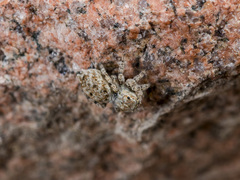 Attulus distinguendus